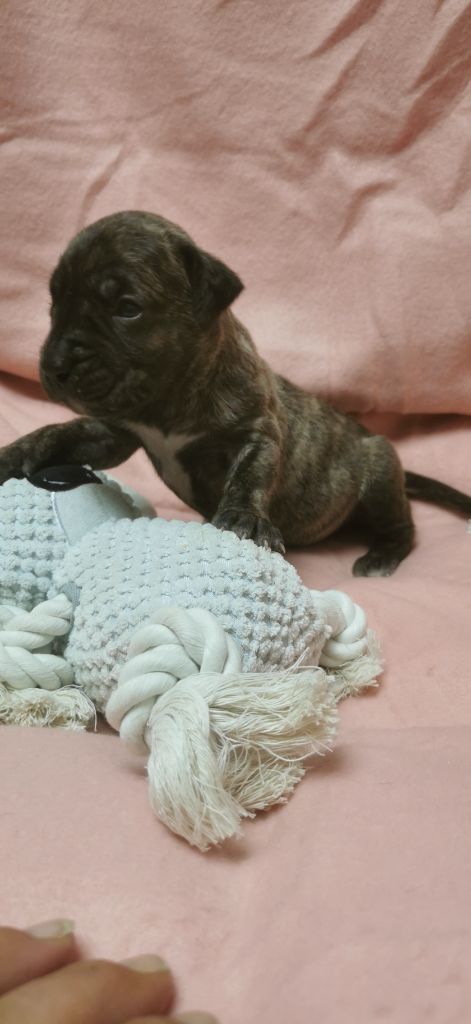Du Lor'molosses - Chiots disponibles - Dogo Canario