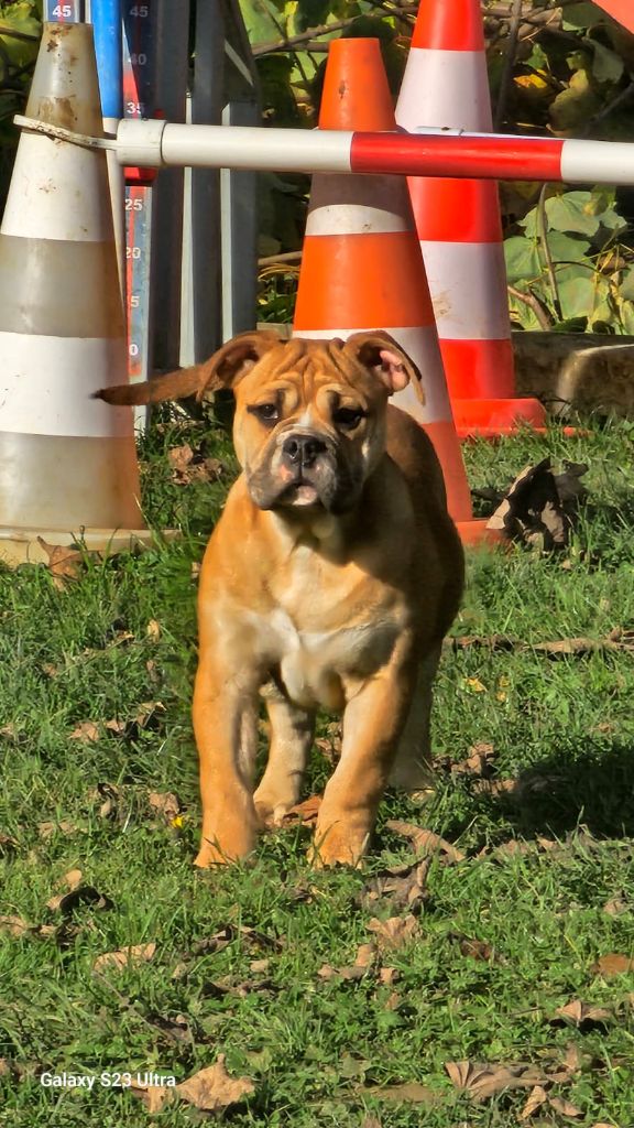 Du Lor'molosses - Chiots disponibles - Bulldog continental