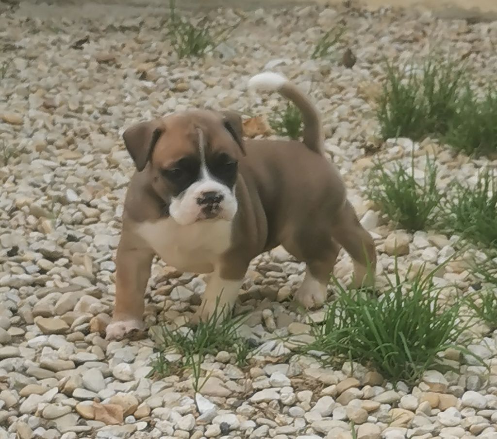 Du Lor'molosses - Chiots disponibles - Bulldog continental