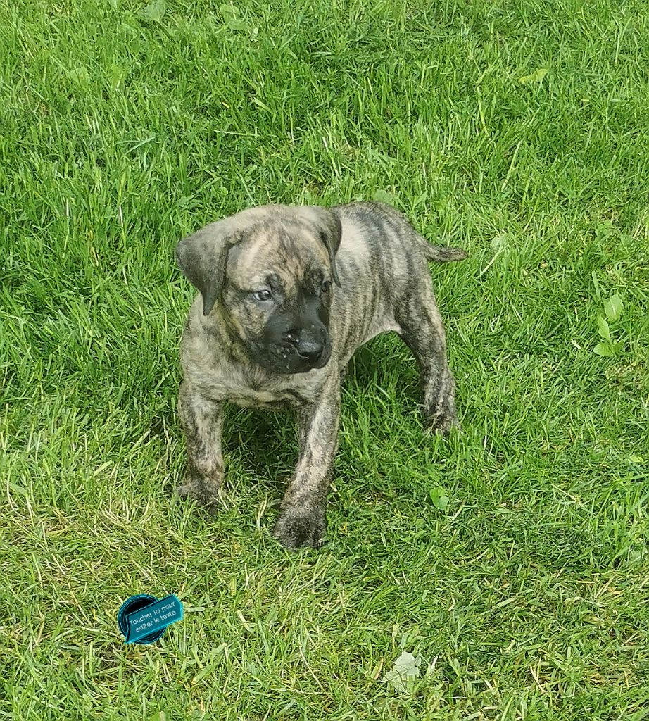 Du Lor'molosses - Chiots disponibles - Dogo Canario