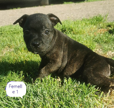 CHIOT