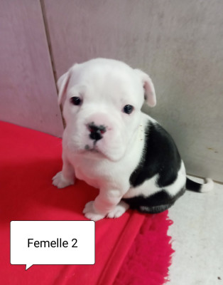 Brooklyn du lor molosse