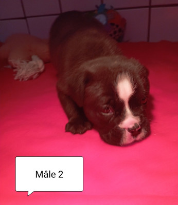 BUBBA du lor molosse