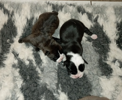 CHIOT 1