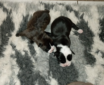 CHIOT 2