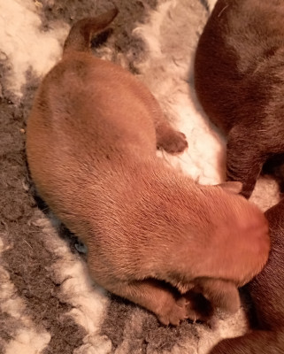 CHIOT 3