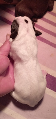 CHIOT 4