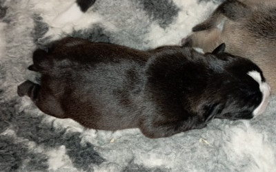 CHIOT 5
