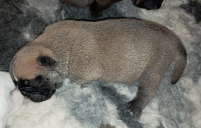 CHIOT 6