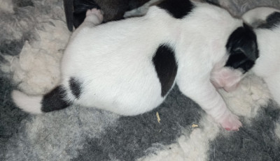 CHIOT 7