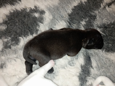 CHIOT 8