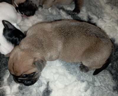 CHIOT 9