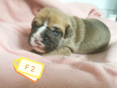 CHIOT 4