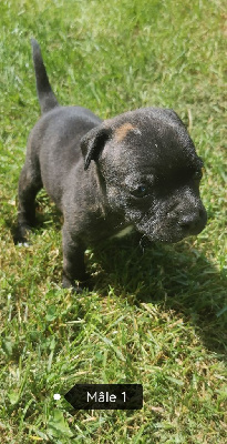 CHIOT