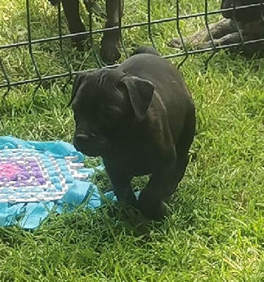 LOKI
