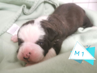 CHIOT 1