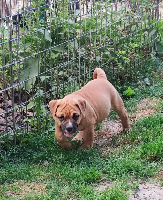 CHIOT