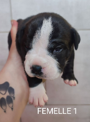 CHIOT