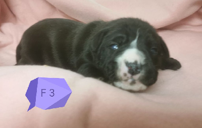 CHIOT 3