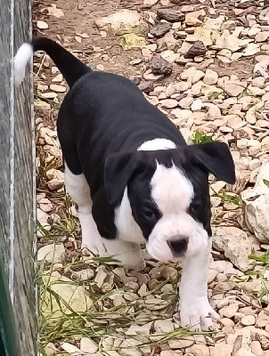 CHIOT