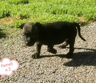 CHIOT