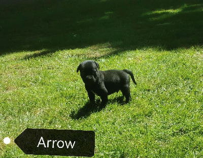ARROW