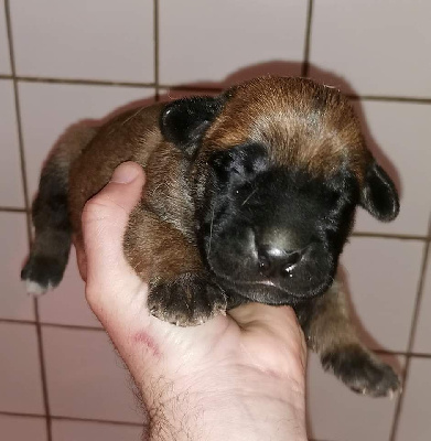 CHIOT
