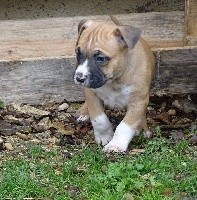 Patton