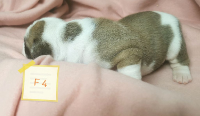 CHIOT 5