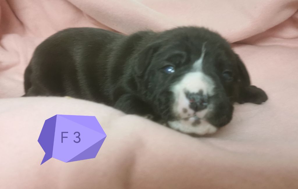 Du Lor'molosses - Chiots disponibles - Bulldog continental