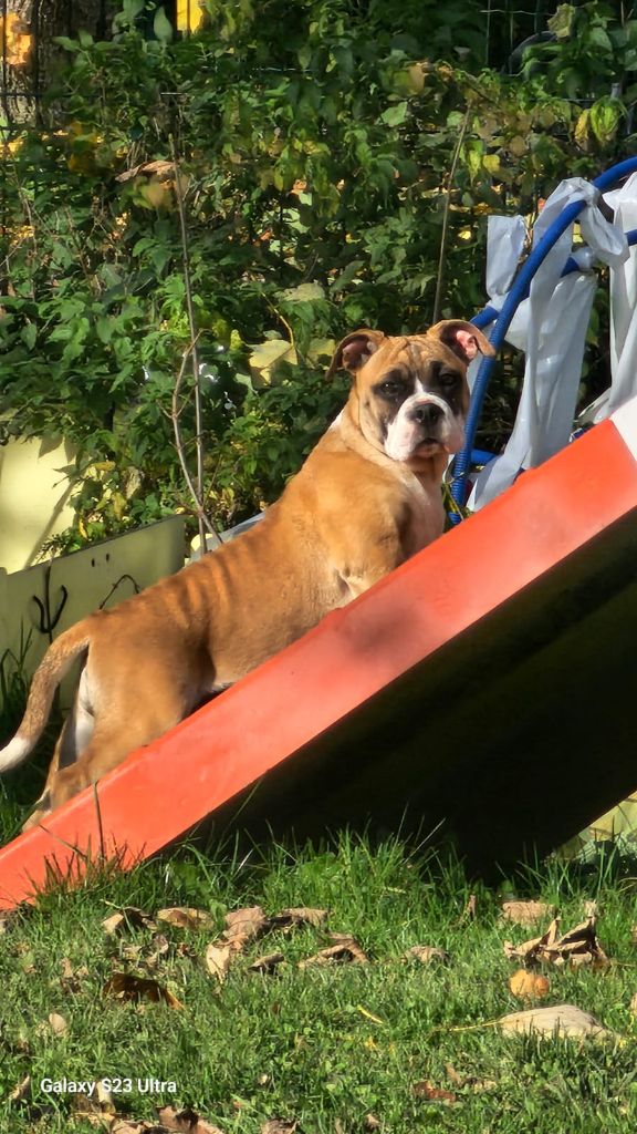 Du Lor'molosses - Chiots disponibles - Bulldog continental