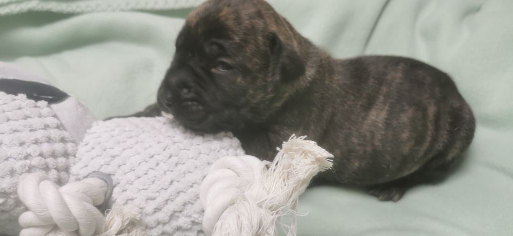 Du Lor'molosses - Chiots disponibles - Dogo Canario