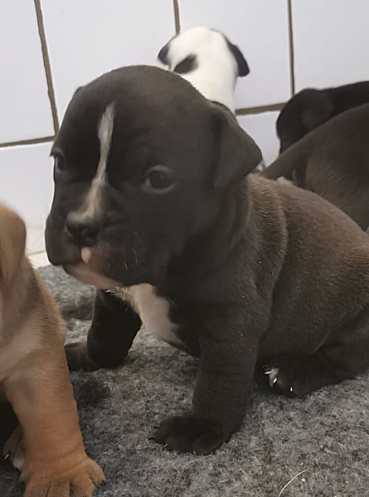 Du Lor'molosses - Chiots disponibles - Bulldog continental