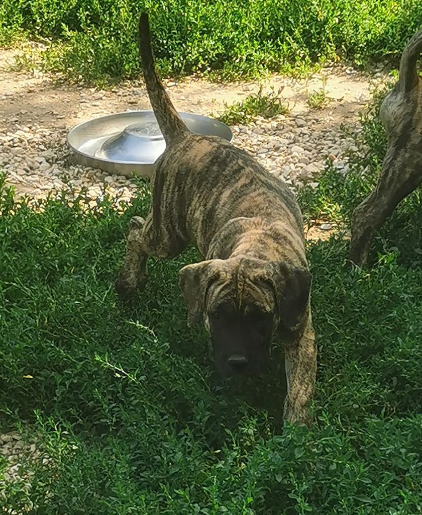 Du Lor'molosses - Chiots disponibles - Dogo Canario