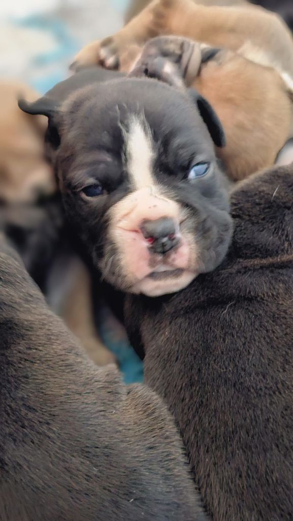 Du Lor'molosses - Chiots disponibles - Bulldog continental