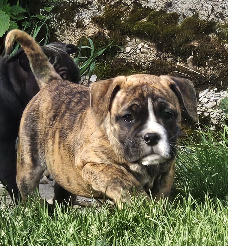 Du Lor'molosses - Chiots disponibles - Bulldog continental
