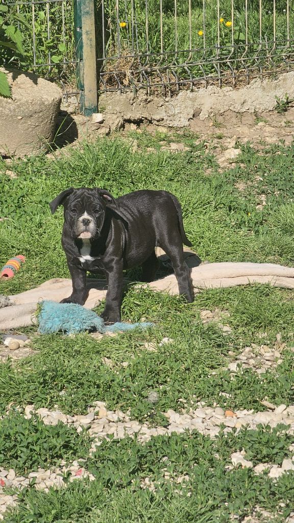 Du Lor'molosses - Chiots disponibles - Bulldog continental