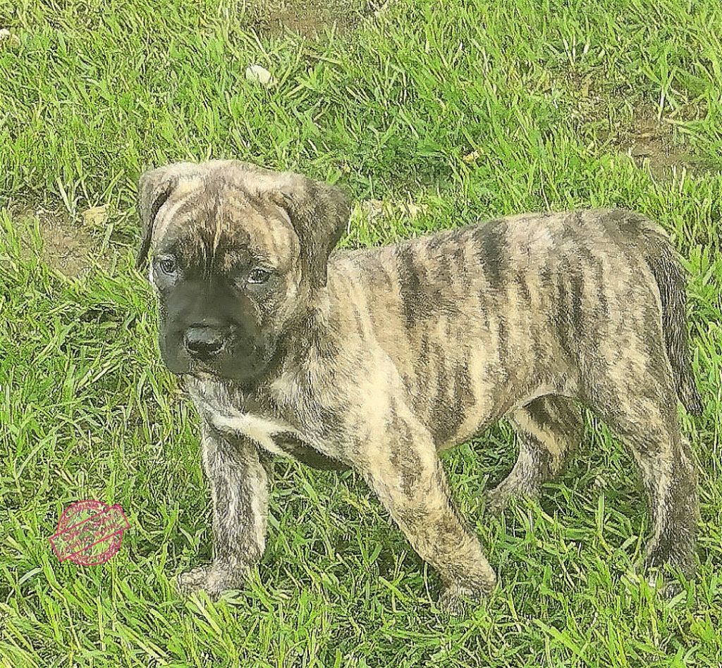 Du Lor'molosses - Chiots disponibles - Dogo Canario
