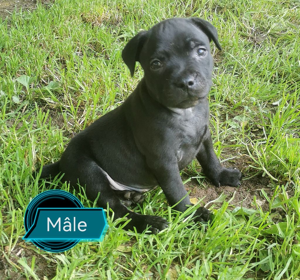 Du Lor'molosses - Chiots disponibles - Staffordshire Bull Terrier