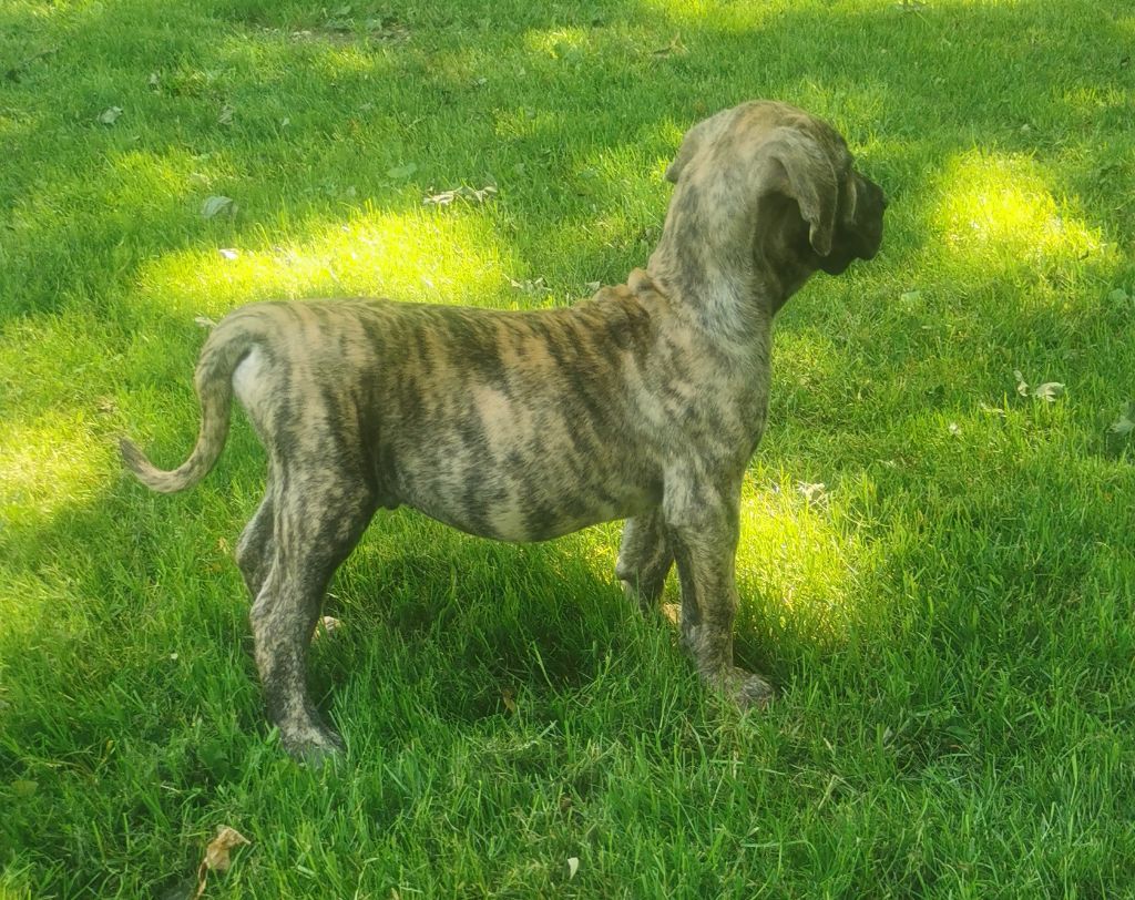 Du Lor'molosses - Chiots disponibles - Dogo Canario