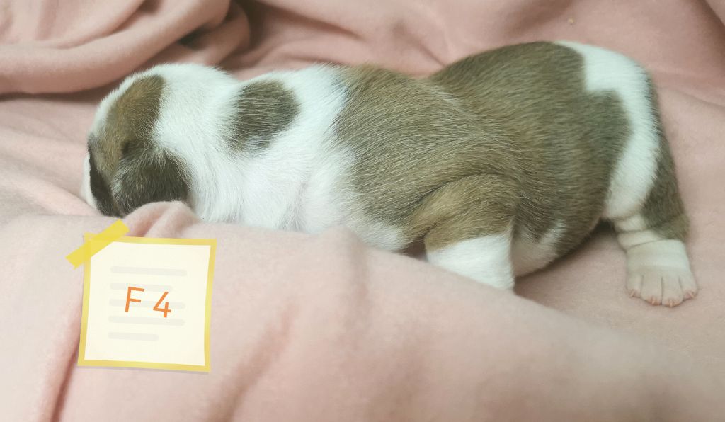 Du Lor'molosses - Chiots disponibles - Bulldog continental